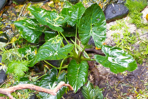 Torrential rain in the tropical rainforest