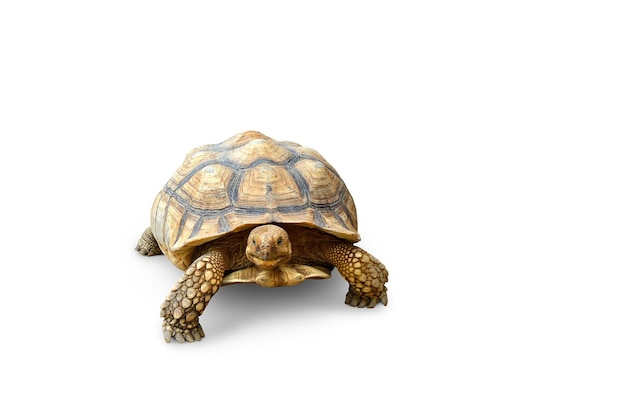 tortoise cute turtle sulcata tortoise african spurred tortoise isolated on white background