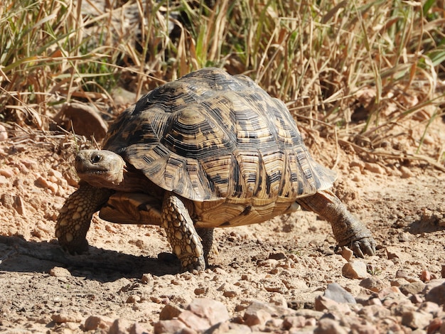 Tortoise