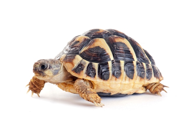 Tortoise