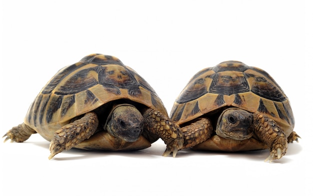 Tortoises