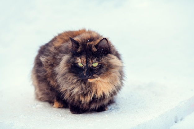 Tortoiseshell Siberian cat walking in snow