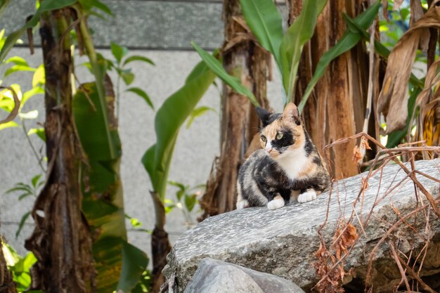 Tortoiseshell stray cat at the wall in a city