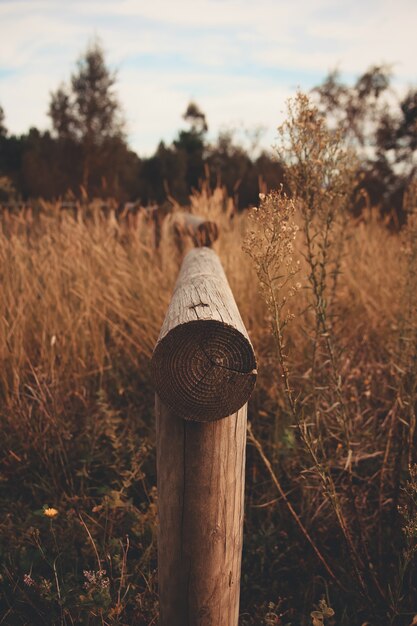 Totem on the forest