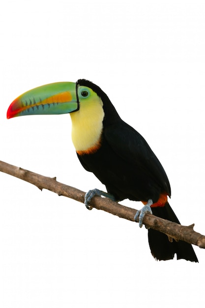 Toucan bird colorful in white