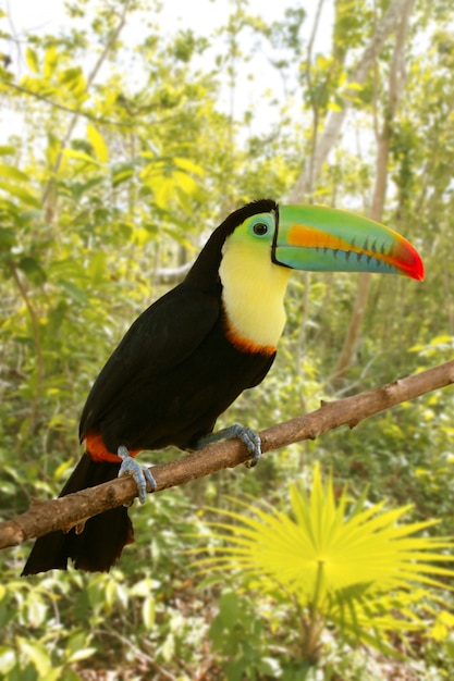 Toucan kee billed Tamphastos sulfuratus jungle