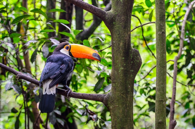 Toucan, National park Iguazu, Brazil