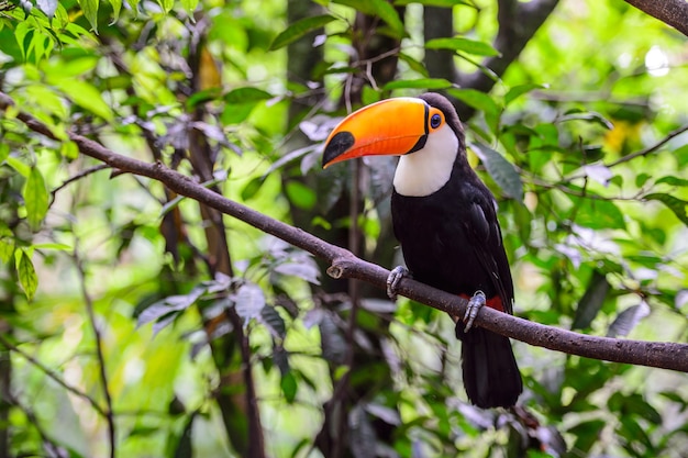 Toucan, National park Iguazu, Brazil