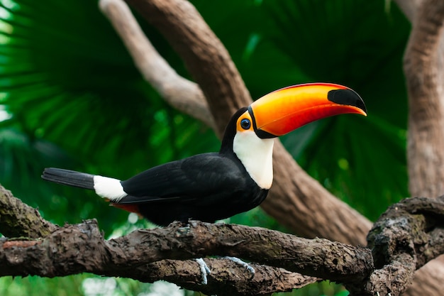 Toucan sits on a branch in jungle