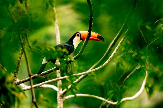 Toucan on a tree branch in the amazon forest