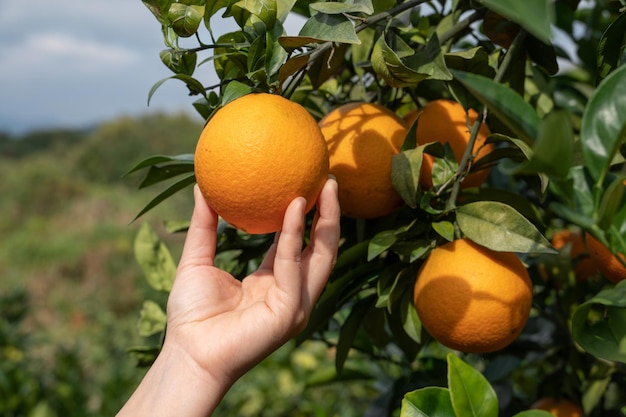 Touch the golden oranges on the green branches and leaves with your hands.