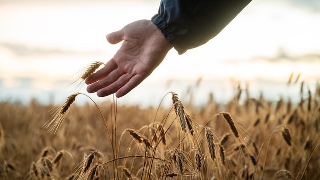 Touching ear of wheat growing in golden field