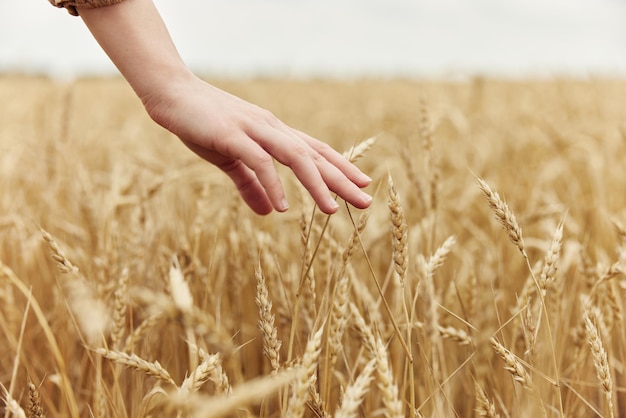 Touching golden wheat field countryside industry cultivation autumn season concept