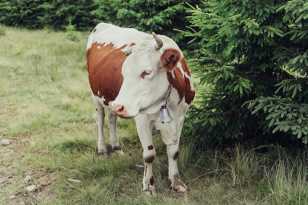 Tourism, mountains, lifestyle, nature, animals concept - Mountain pasture with cows. The blood in the mountains. Summer landscape in the mountains with a cow. Warm summer evening.