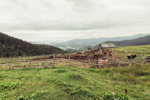 Tourism, mountains, lifestyle, nature, animals concept - Mountain pasture with cows. The blood in the mountains. Summer landscape in the mountains with a cow. Warm summer evening.