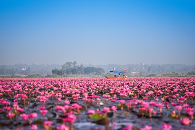 Tourist boat on the lake river with red lotus lily field pink flower water nature landscape in the morning landmark in Udon Thani Thailand