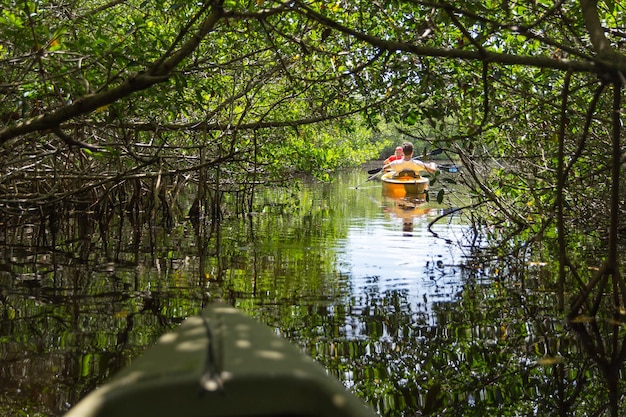 Tourist kayaking in mangrove forest in Everglades Florida USA