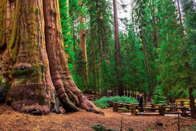 Tourist looks up at a giant sequoia tree