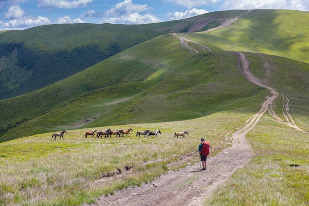 A tourist looks at wild horses on the background of mountain roads