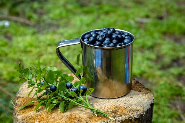 Tourist mug with berries in the forest Camping in the forest picking blueberriesxA