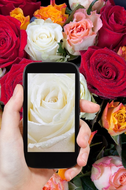 Tourist photographs of fresh wet white rose close up