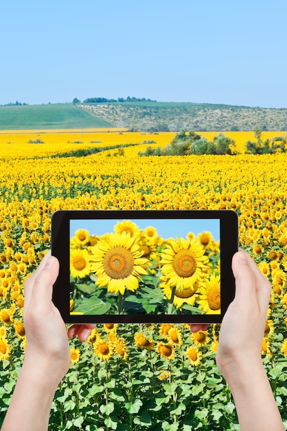 Tourist taking photo sunflower flowers