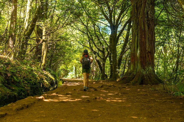 Tourist walking in summer on the Levada do Caldeirao Verde trail Queimadas Madeira