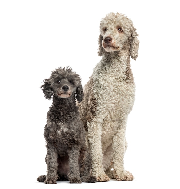 Tow poodles and sitting, isolated on white