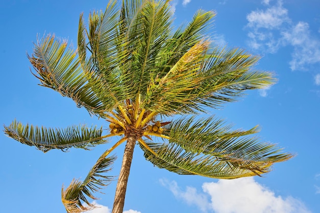 Towering Palm Tree with Coconuts Against Blue Sky Nassau