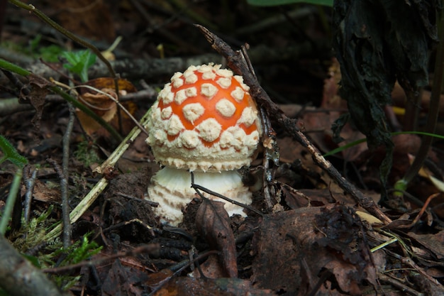 Toxic Amanita in forest Concept of picking mushrooms