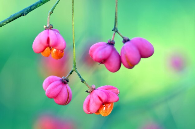 Toxic fruits of the common spindle (Euonymus europaeus)