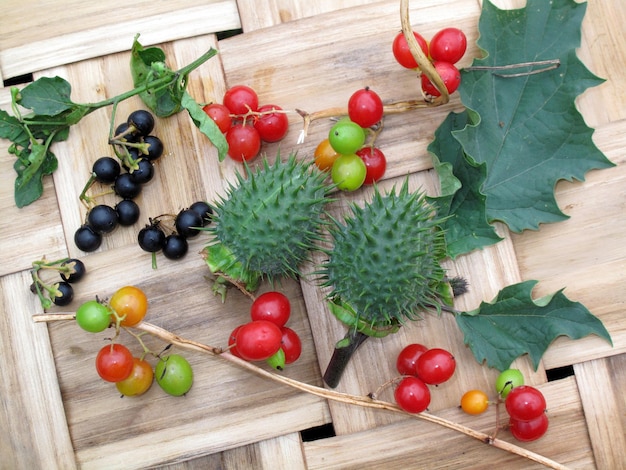 Toxic fruits that have medicinal uses and that bear fruit in autumn (Datura stramonium, Dioscorea communis or Tamus communis and Solanum nigrum)