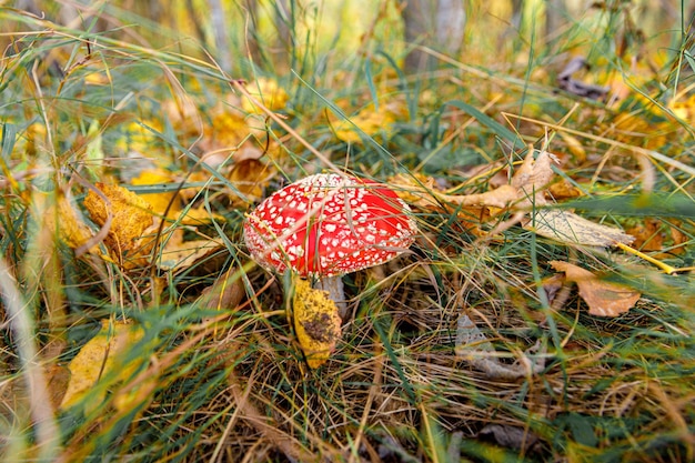 Toxic hallucinogen mushroom Fly Agaric and yellow leaves in grass on autumn forest Red poisonous Amanita Muscaria fungus macro close up in natural environment Inspirational natural fall landscape