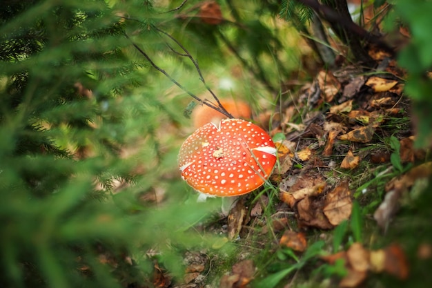 Toxic hallucinogen mushroom Fly Agaric and yellow leaves in grass on autumn forest Red poisonous Amanita Muscaria fungus macro close up in natural environment Inspirational natural fall landscape