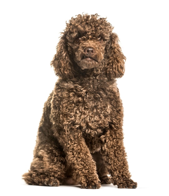 Toy poodle sitting against white background