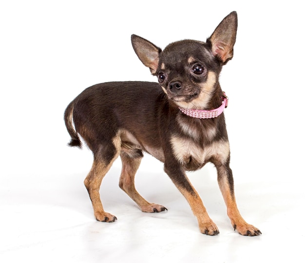 Toy Terrier on a white background