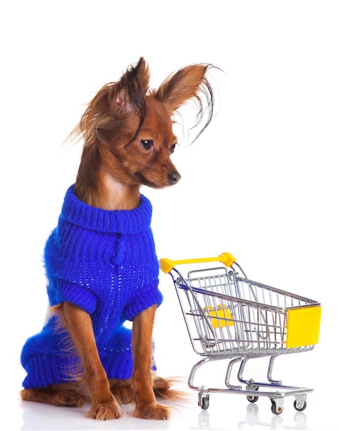 Toy Terrier with shopping cart isolated on white Funny little dog Russian toy terrier on a white background