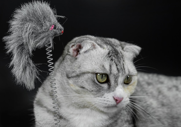 Toy with cute cat on black background