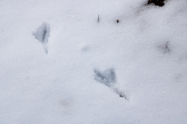 Traces of birds in the snow close up