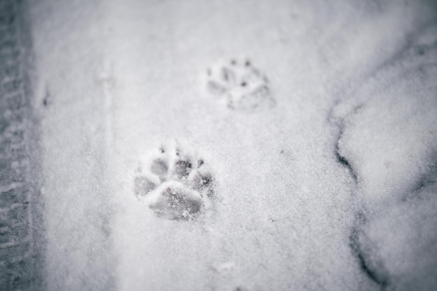 Traces of a dog in the winter in the snow Closeup of an animal paw print on a snow Pets adventures in winter