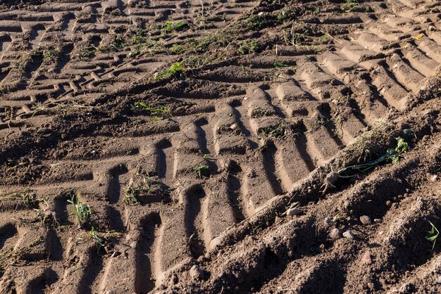 Traces of a tractor or other large machinery on the soil in the field