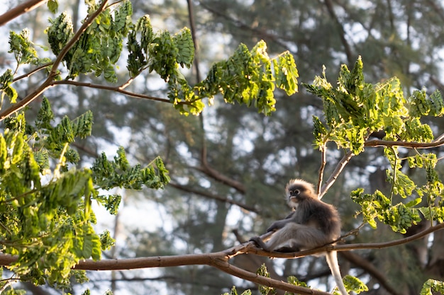 Trachypithecus obscurus and its children In tropical forest