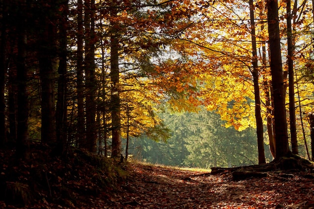 Track path in mountain forest