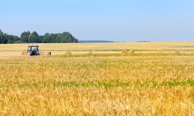 Tractor collecting rye straw stacks during a harvest company. Photo with blue sky. Focus on agricultural machinery