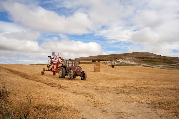 Tractor in a cornfield