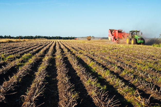 The tractor is harvesting potatoes in the field. Agricultural industry image