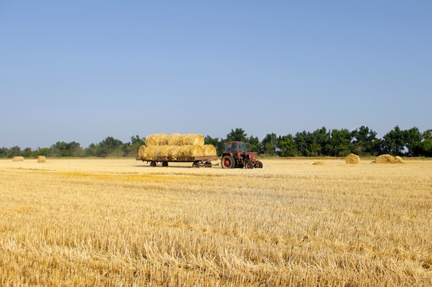 Tractor with hay. The tractor carrying hay. Bales of hay stacked in the cart.