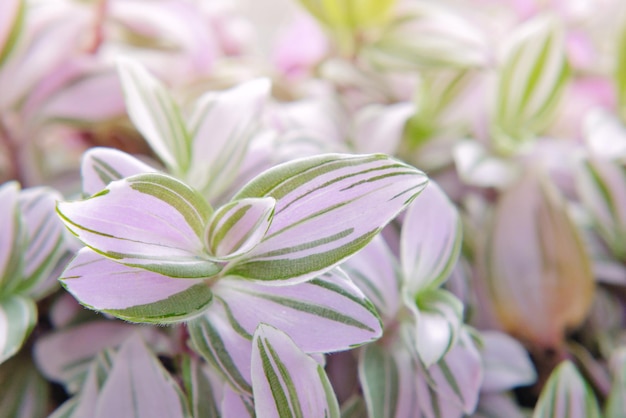 Tradescantia albiflora Nanouk tender variegated pink green and purple leaves pattern