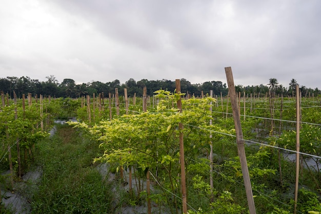 Traditional chili farming in Banyuwangi Regency Indonesia