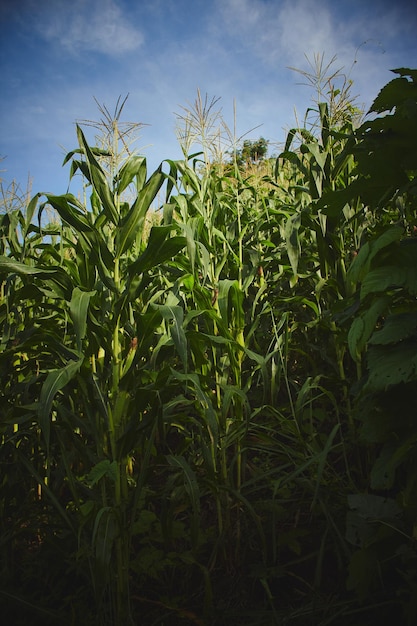 traditional corn corn planting agriculture in mexican fields